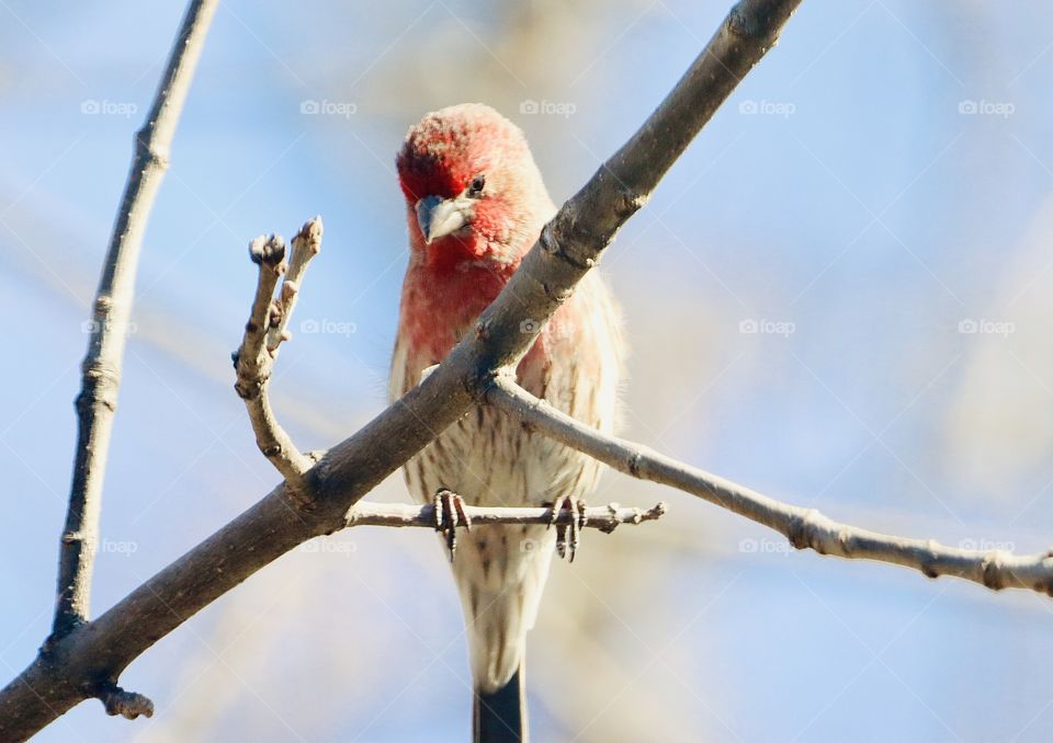 “If it fits, it sits.” Darling house finch!! 