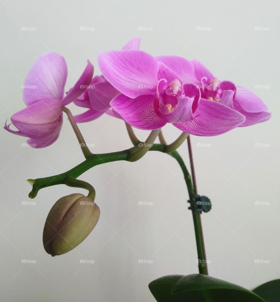 Orchid