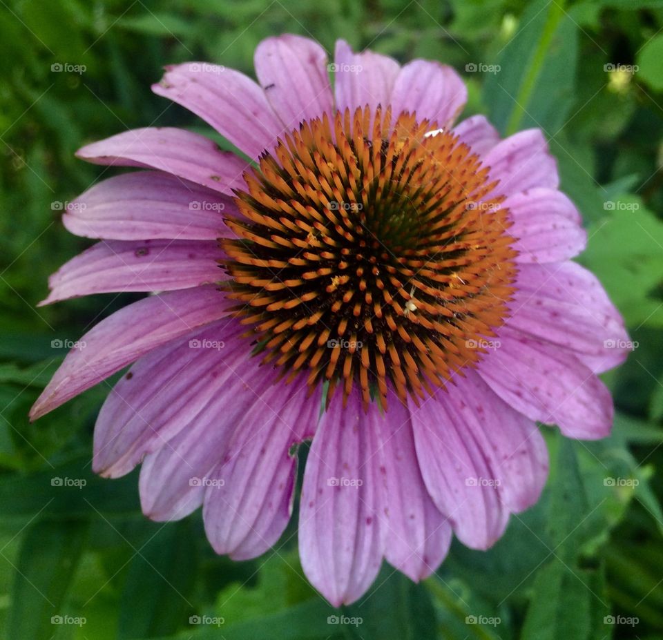 Closeup Echinacea 