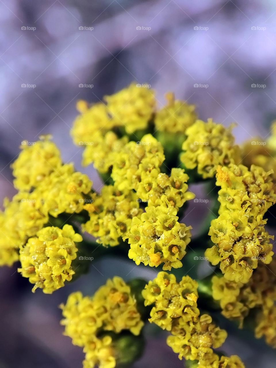 Macro photo of a flower growing in the forest