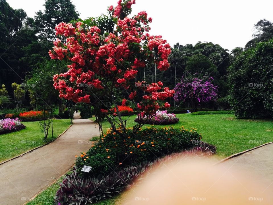 Eye catching blossom....awesome