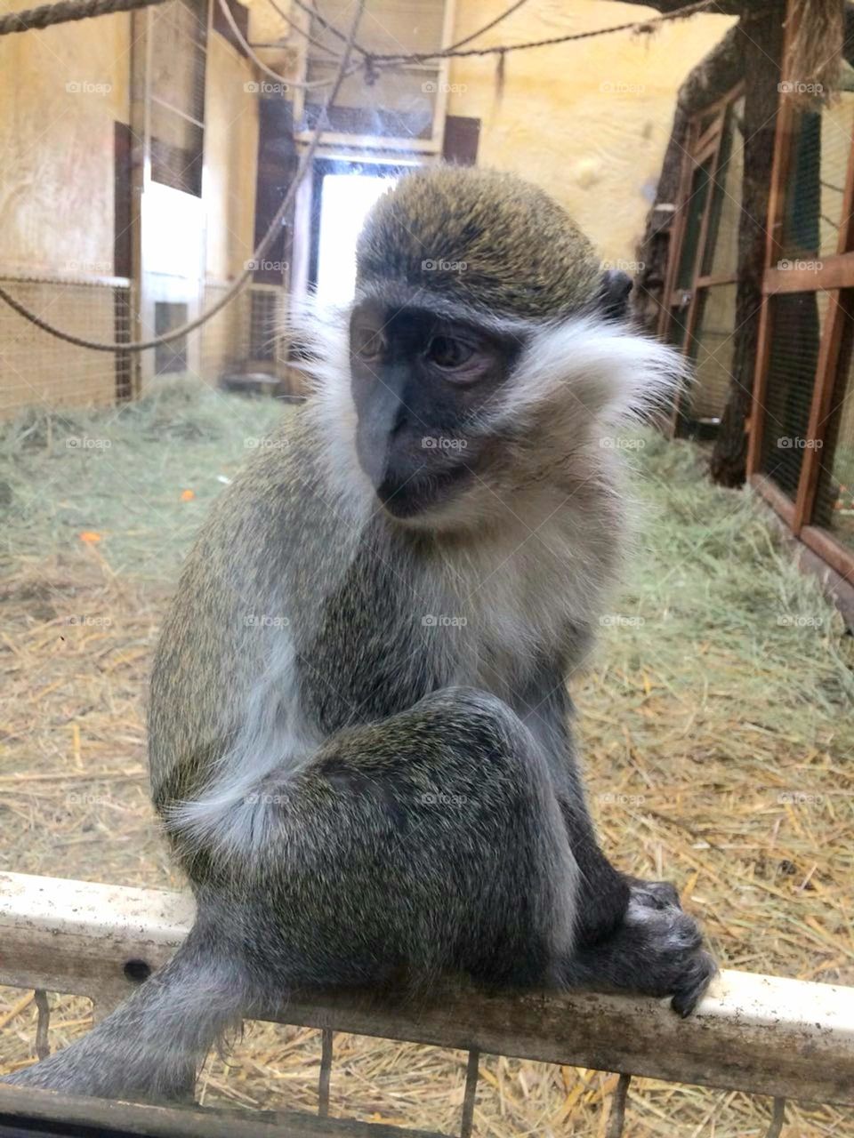 Monkey behind the glass of the zoo