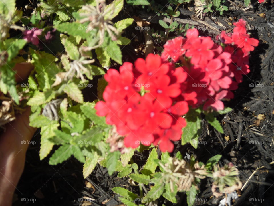 red flower 🌸. This is a picture of some flowers 💐 that I saw while on vacation in the Gulf of Mexico. 👣 🚶 🏃 🔥 💨