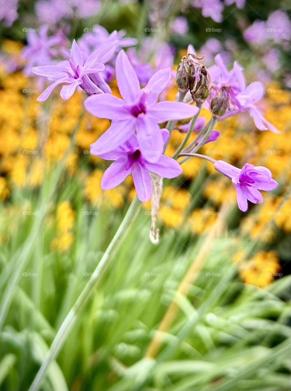 Fleurs , Septembre 2023 . 