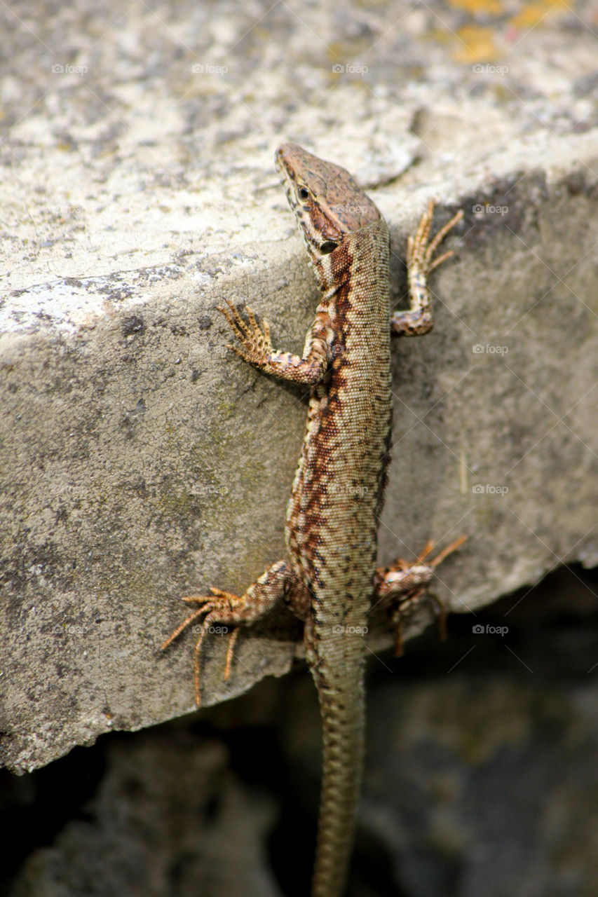 nature pattern cold brown by cataana