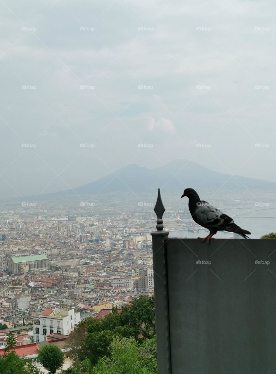 Urban nature. Wildlife. Italy, Neapole.