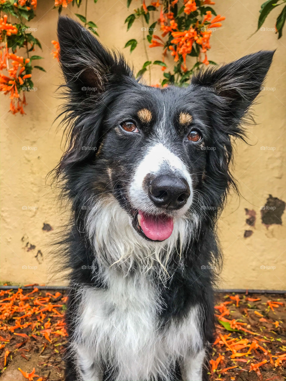 Orange flower pedals surrounding a happy border collie 