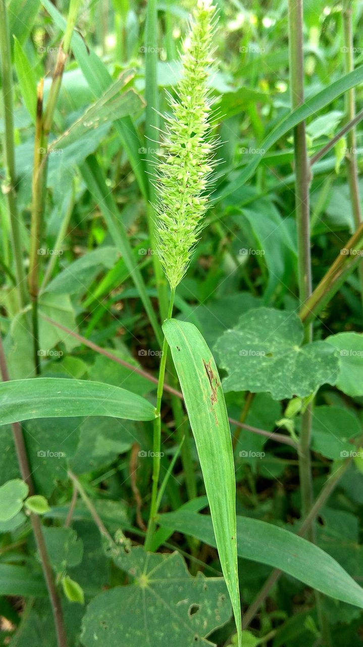 paddy plant many leafs