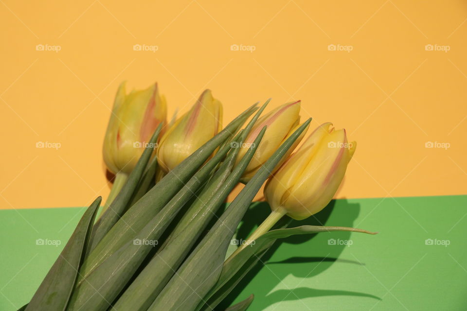 Tulips 