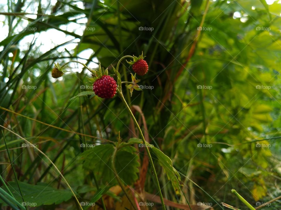 Wild strawberry