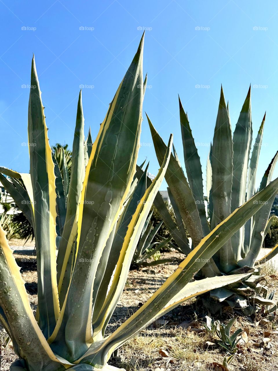 Agave americana close-up shot outdoors