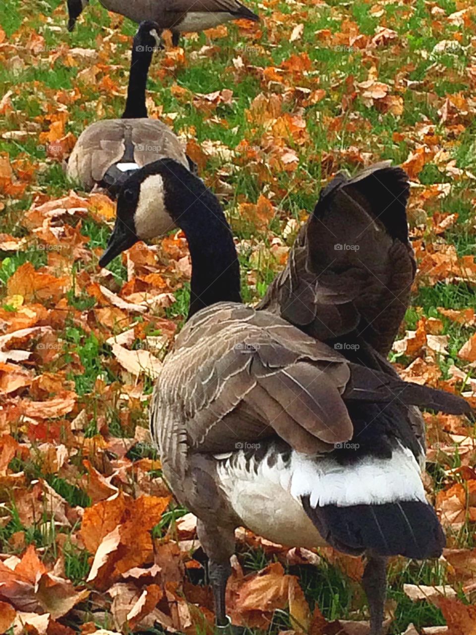 Canada geese 