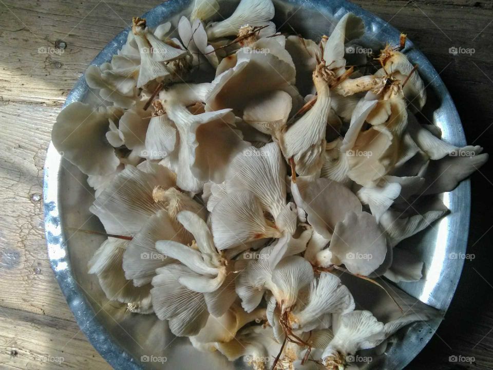 tasty mushroom