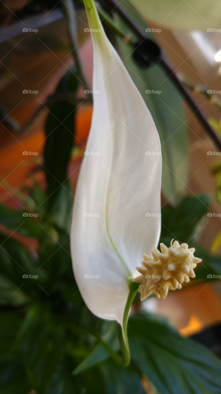 The beauty of the flower