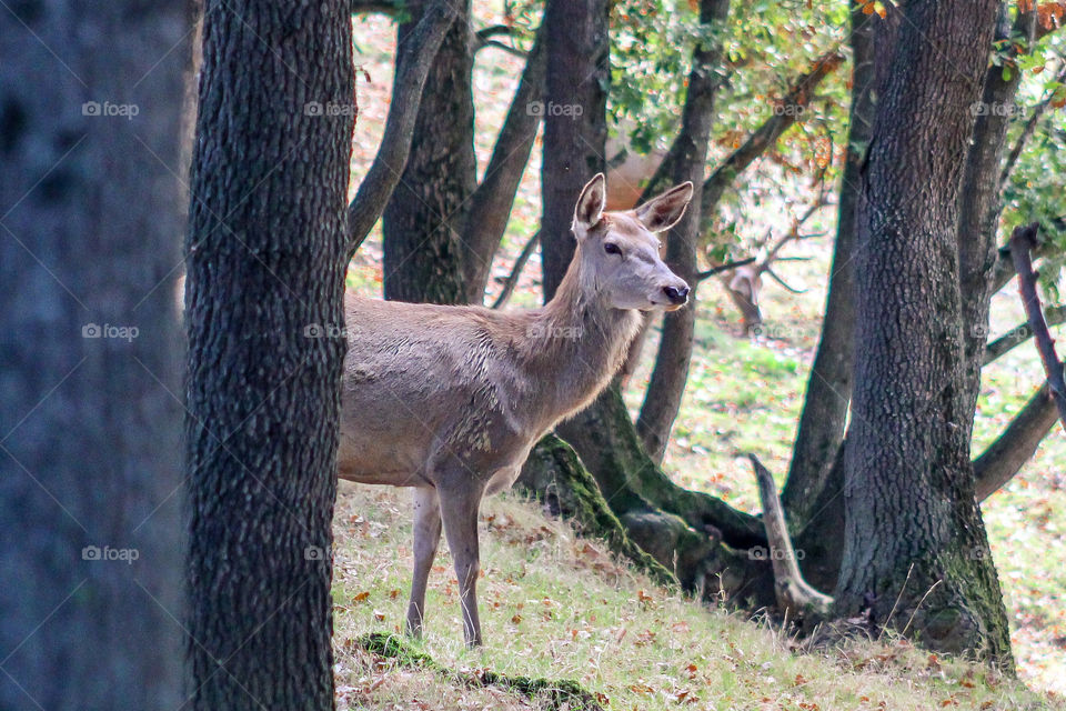 A doe, a deer hiding behind trees in the forest