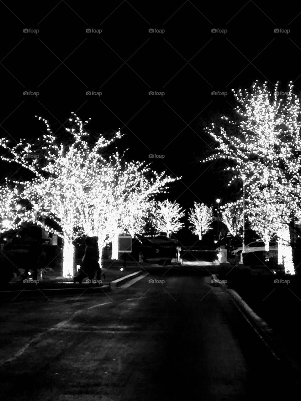 Black & White trees 