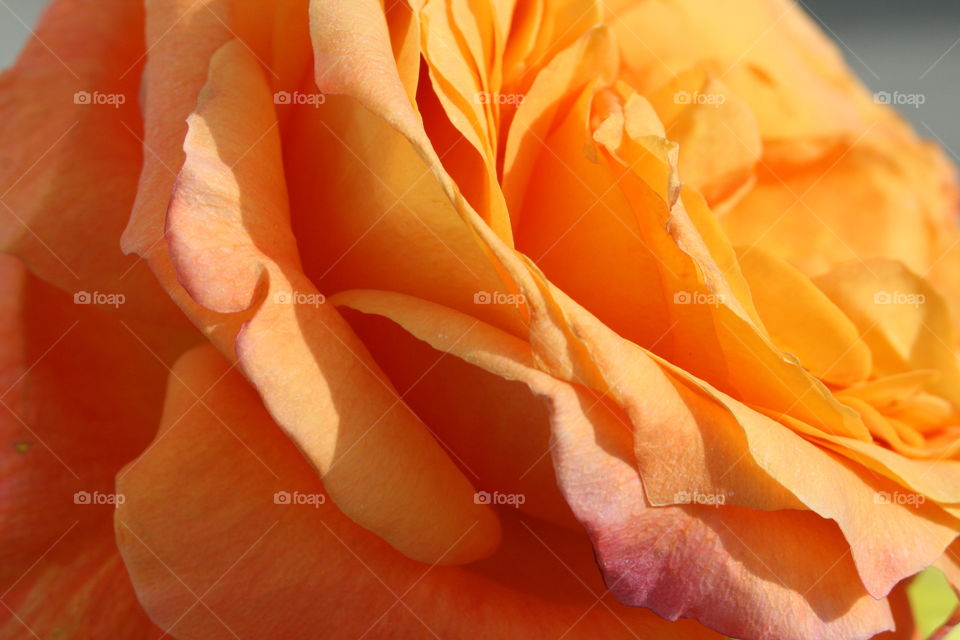 Peach Rose