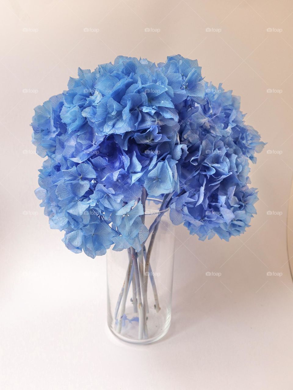 Blue hydrangea in a transparent vase