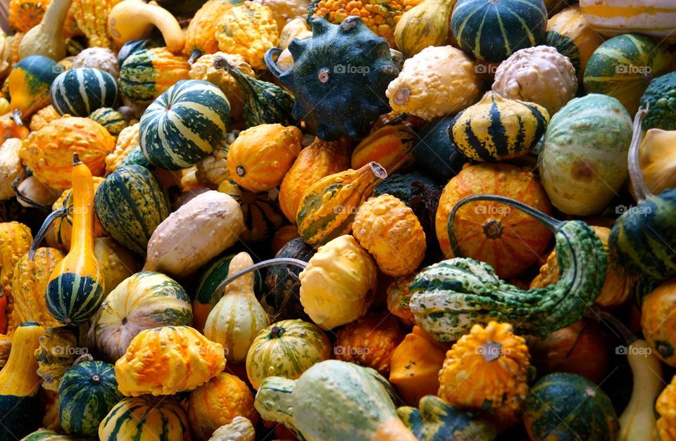 Gourds