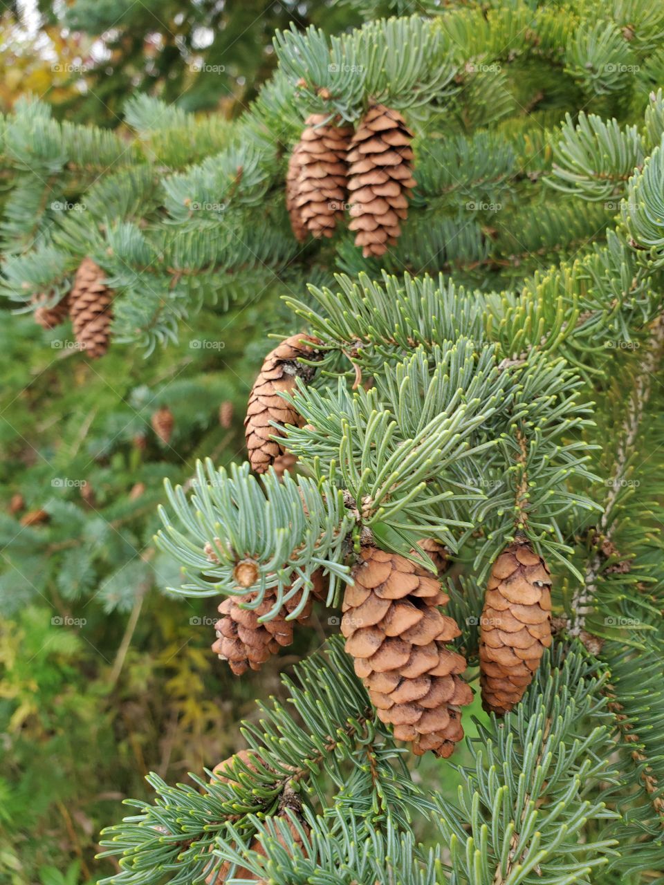 pine cone
