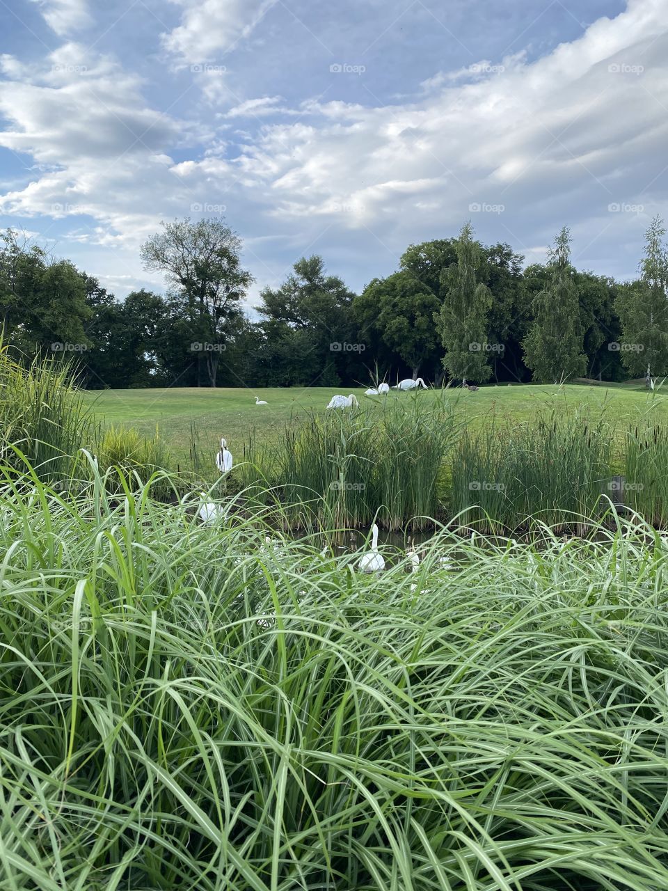 Lake with a swan