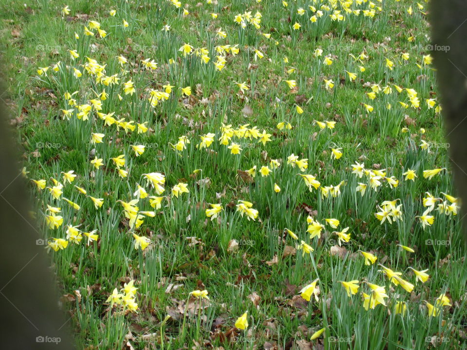 Daffodils