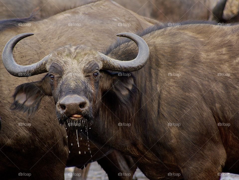 Buffalo drinking water while listening to my camera! 