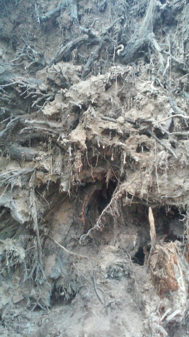 Exposed Roots