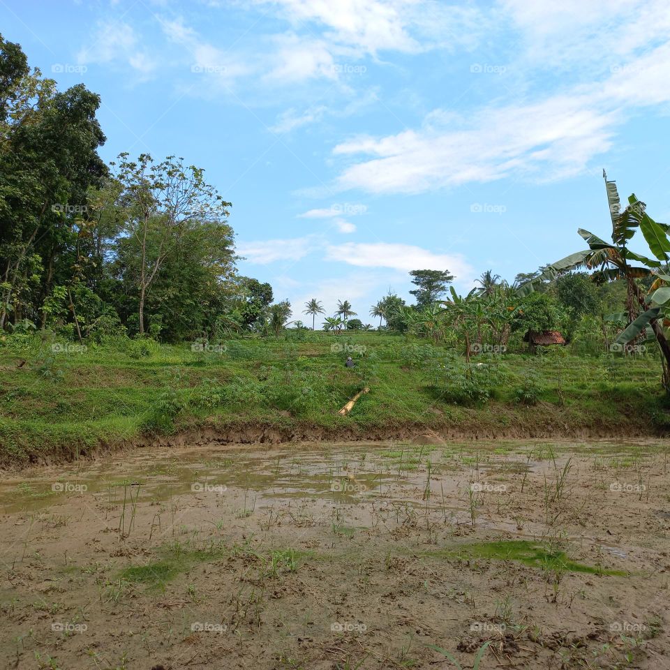 Views of rice fields with beautiful natural surroundings