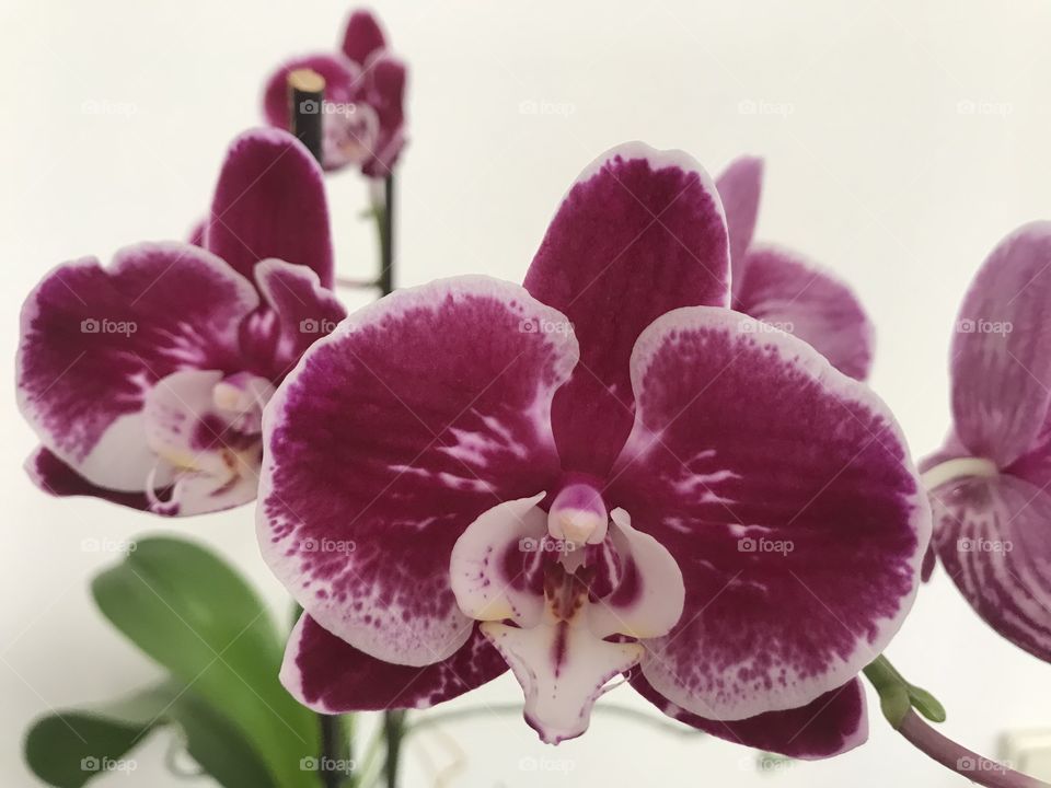 My blooming orchids 