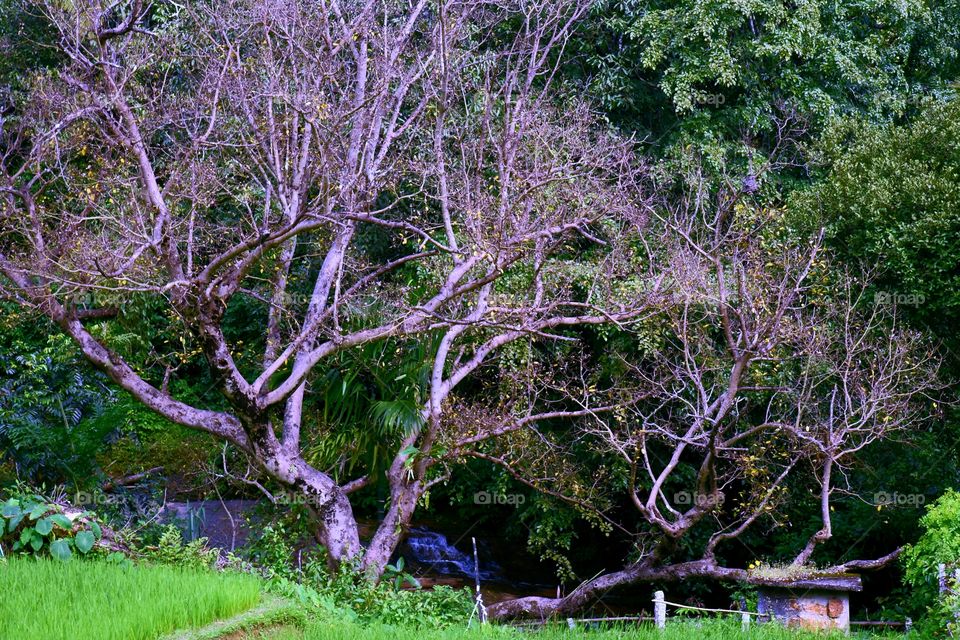 # पेड़ Tree River