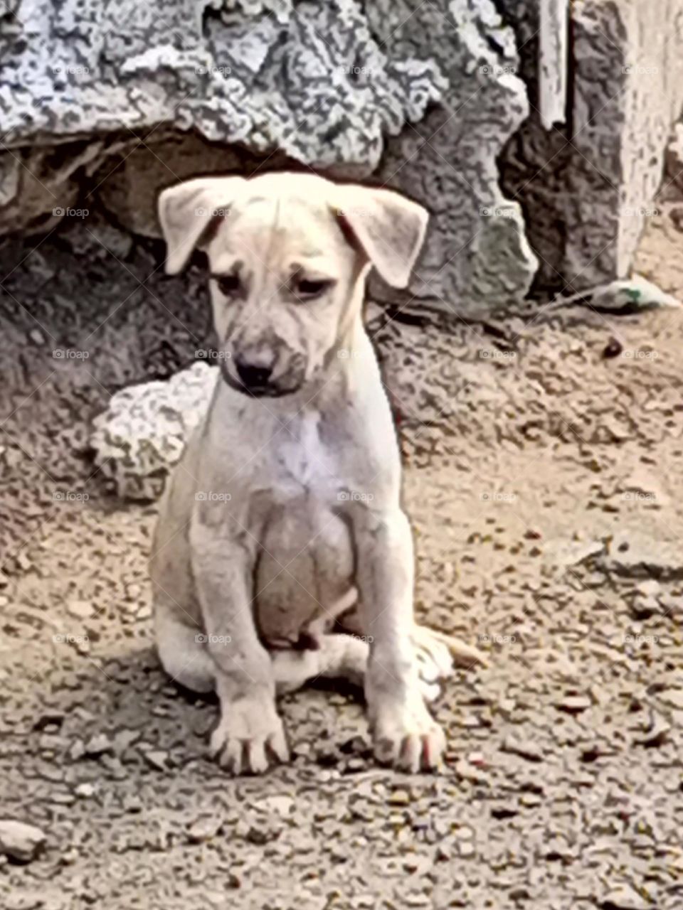 dog taking a time out