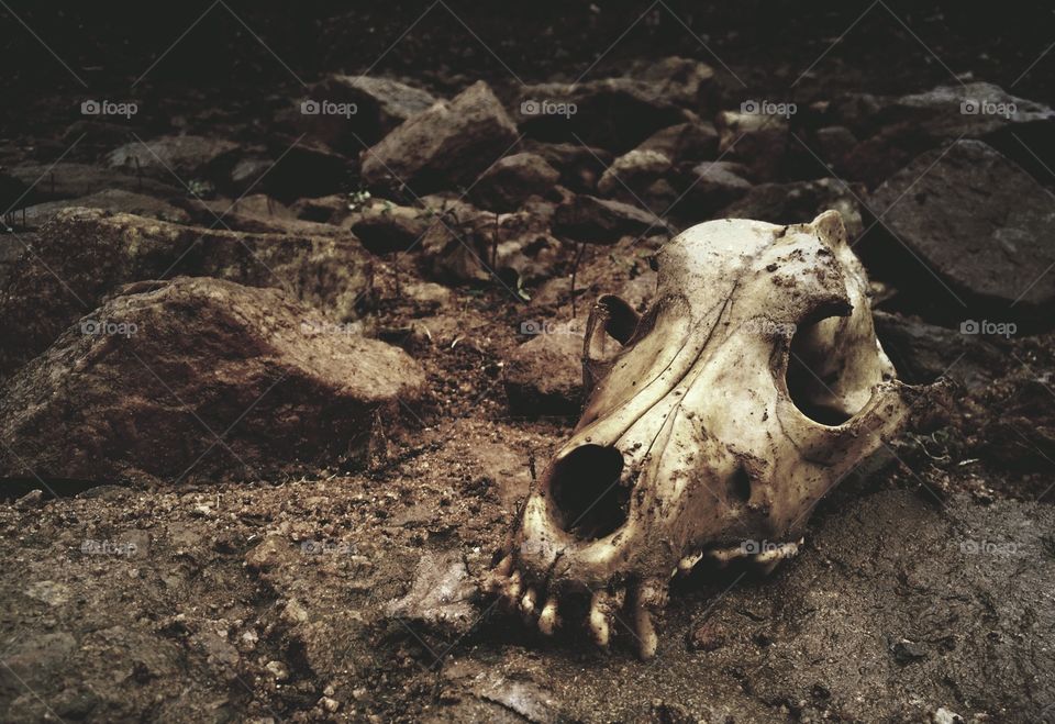 Death comes to all but not all perish