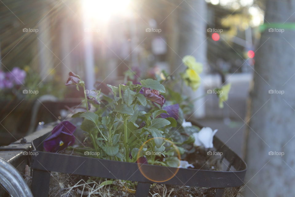 early morning sunrise