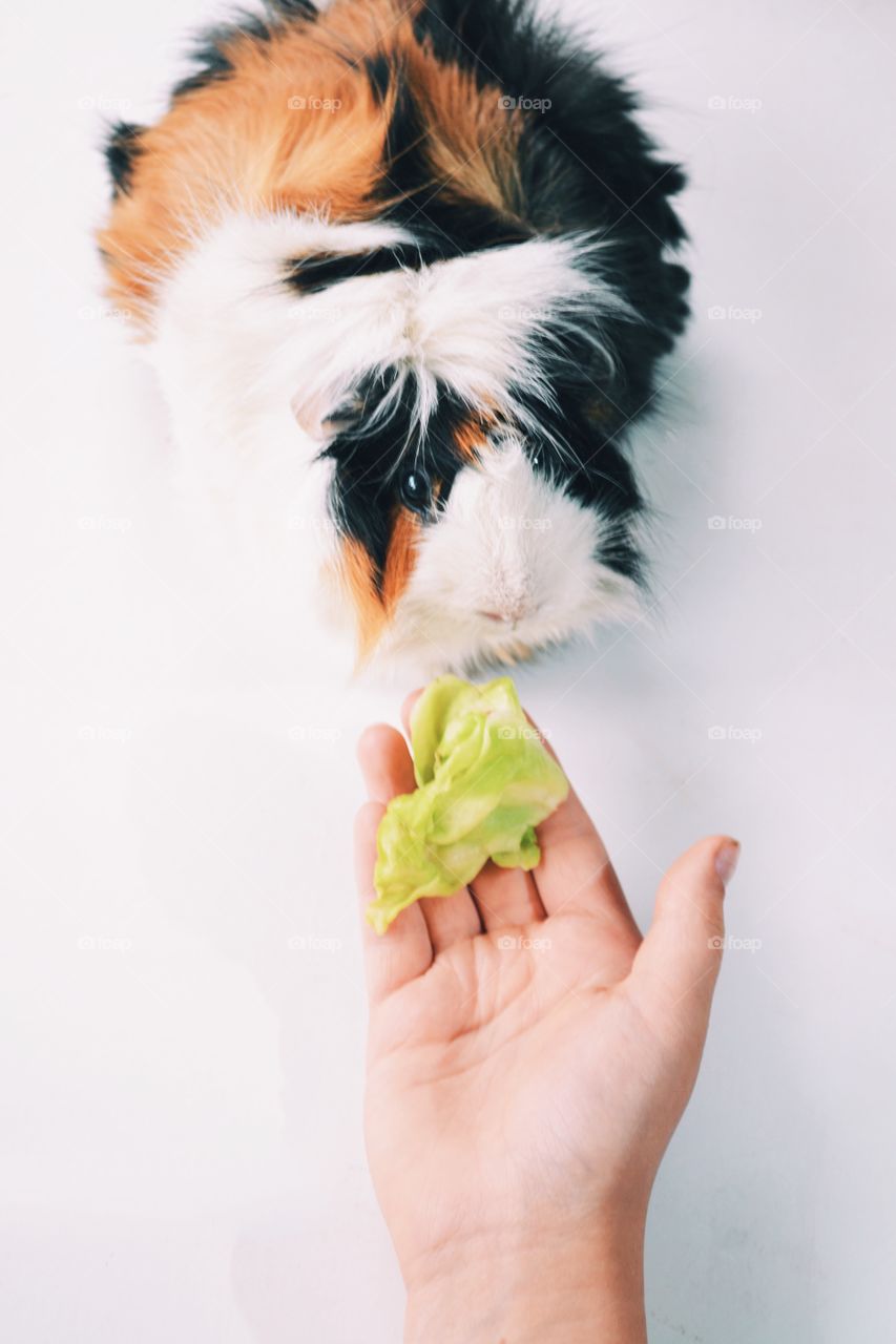 Giving sallad to a guinea pig