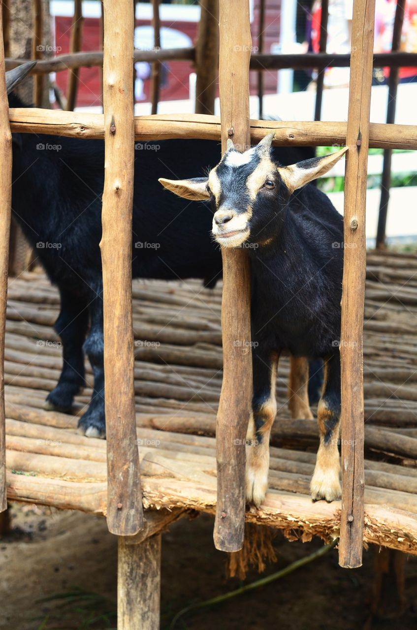 Black Baby Goat