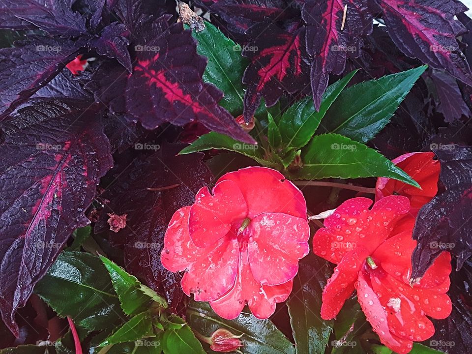 Impatiens and coleus