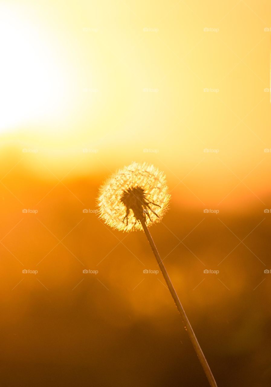 Sunset flower