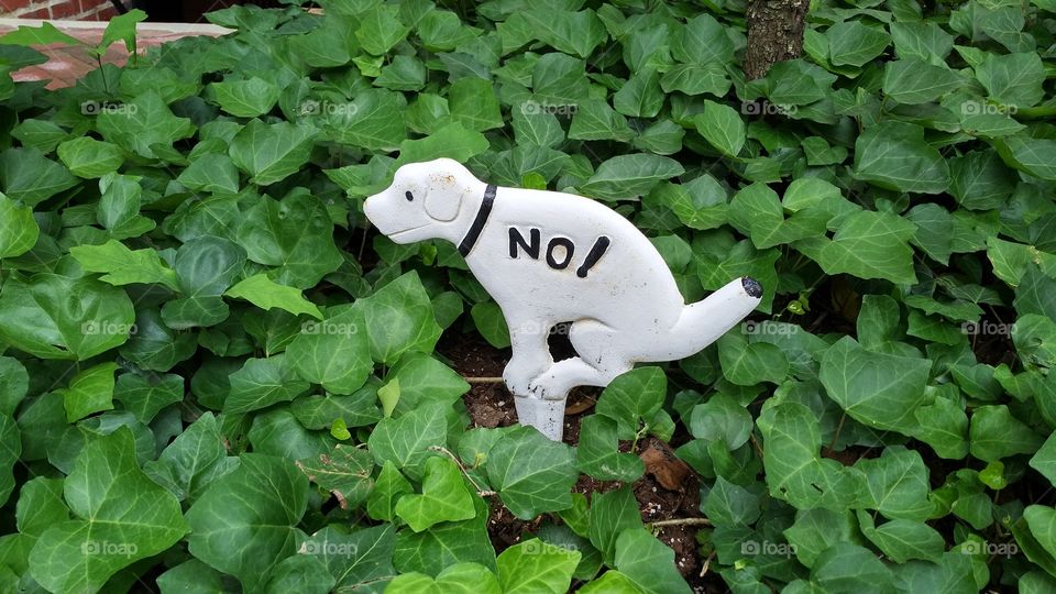 No! Don Not Let Your Dog Poop in My Yard