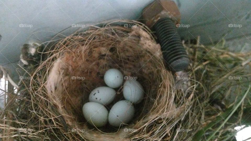 construction site nest