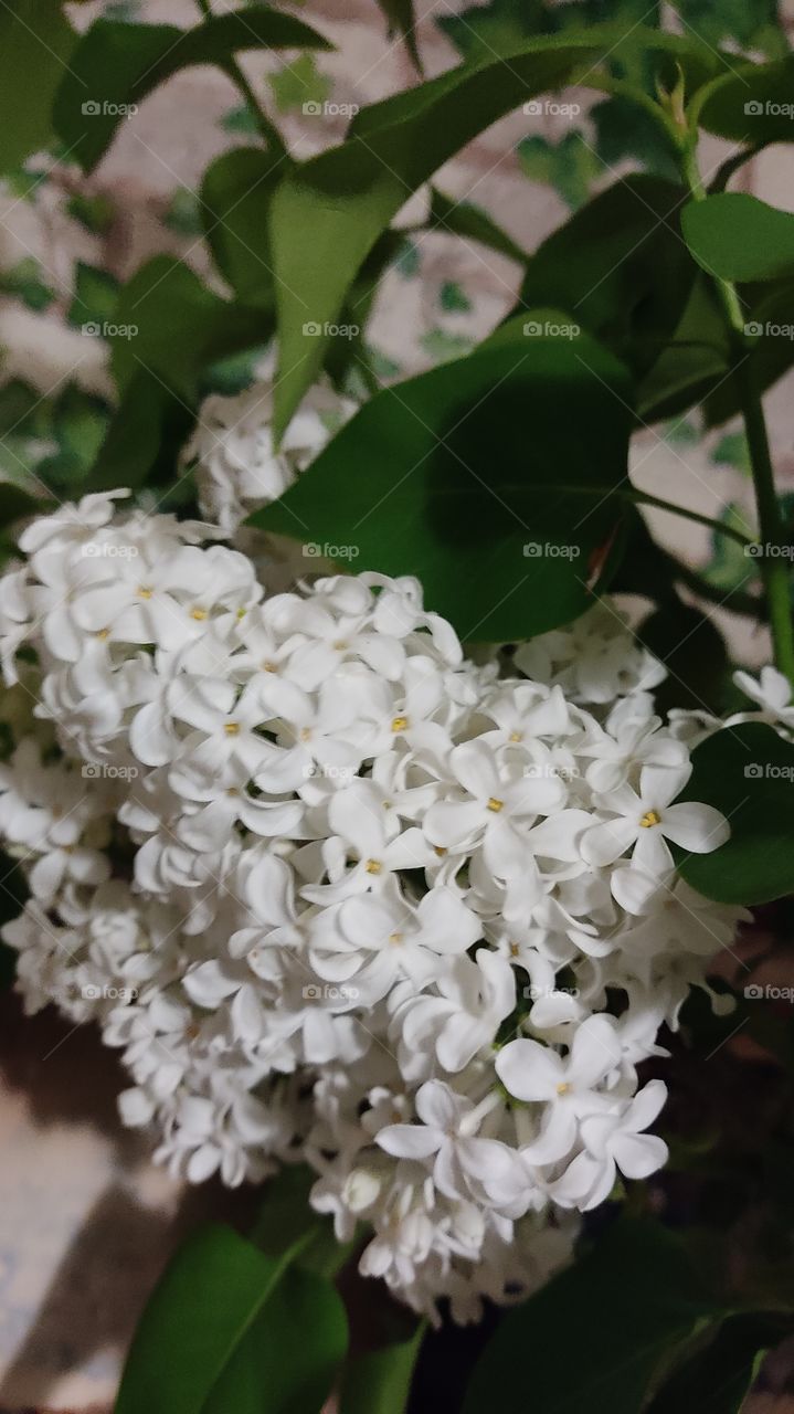 beautiful white with green