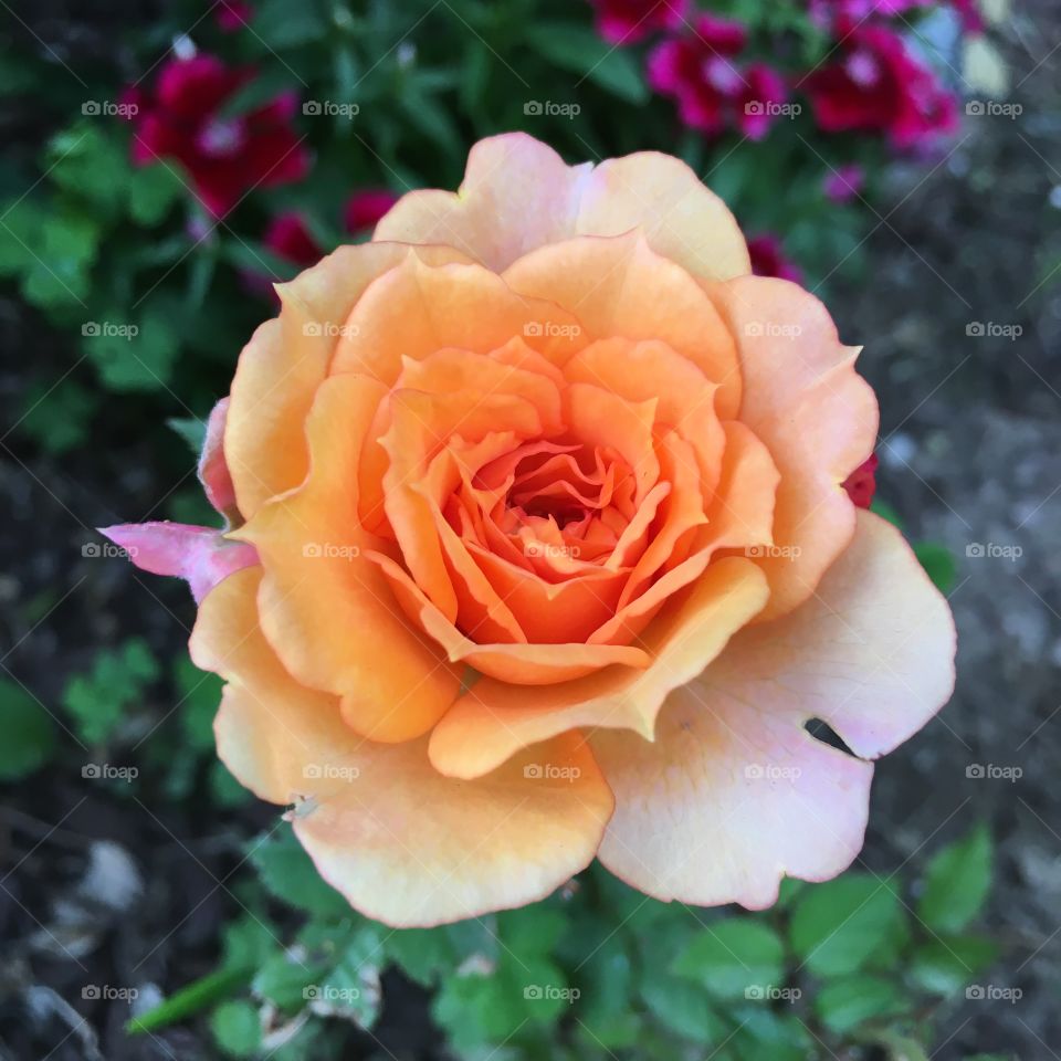 Orange rose square