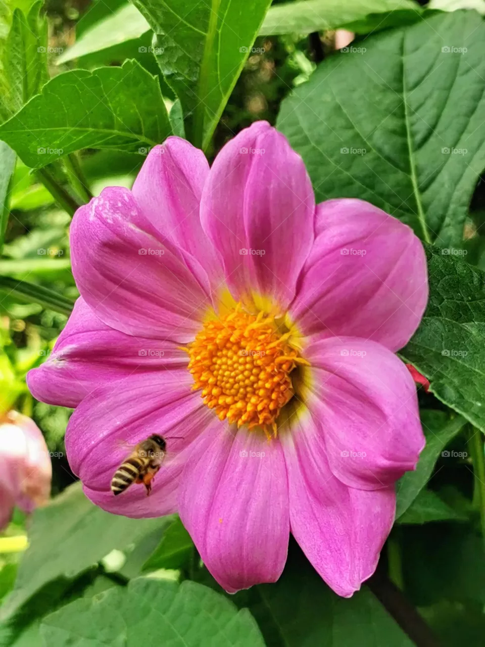 busy bee