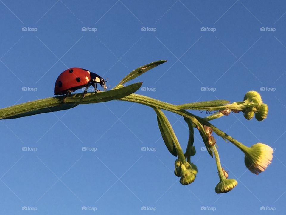 Lady bug 