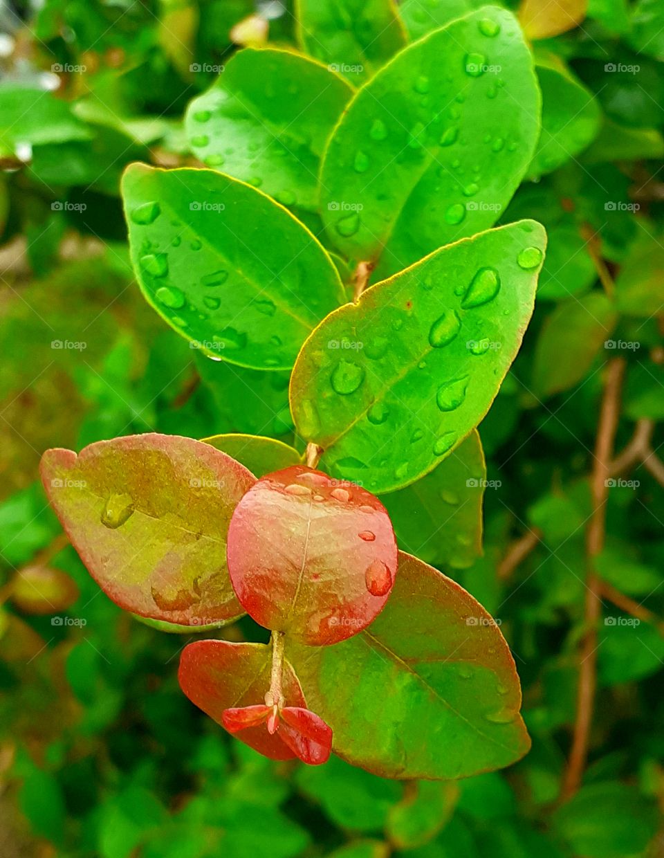 Gotas de água.