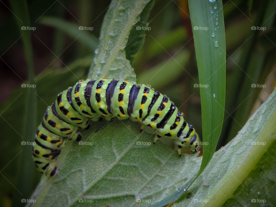Caterpillar eats juicy green leaves