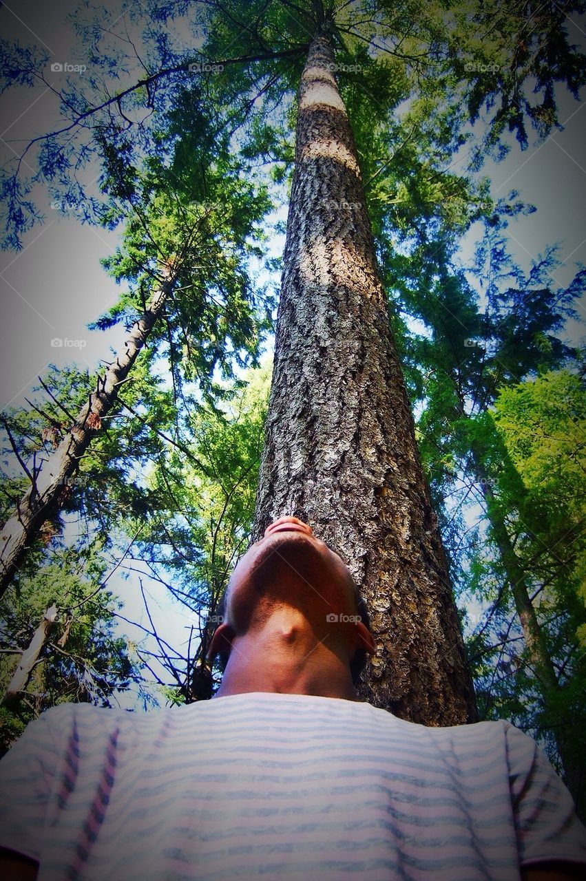 trees man canada tall by hannahdagogo