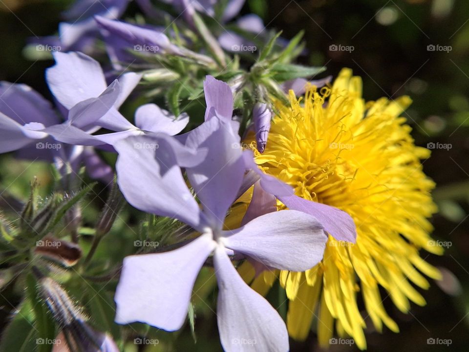 macro photo of wildflowers of complementary colors, namely yellow dandelions and purple daisies