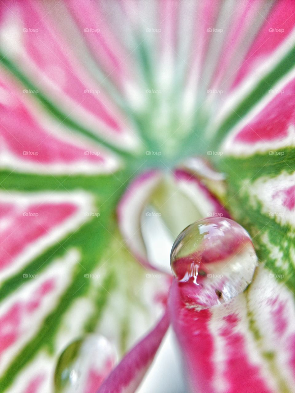 drop on Caladium