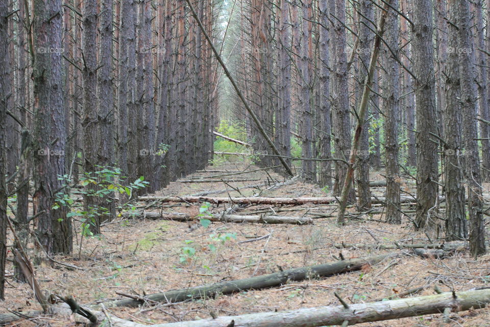 Forest, nature, mushrooms, trees, landscape